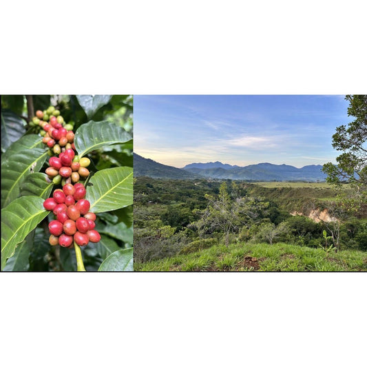 有機JAS認証コロンビア１００ｇ/中煎