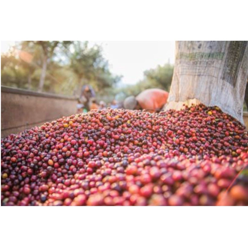 有機JAS認証グアテマラ１００g/深煎